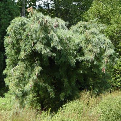 Pinus strobus 'Pendula'