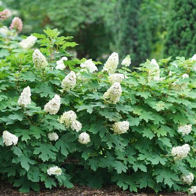 Hydrangea quercifolia Gatsby Glow Ball®