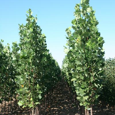 Liriodendron tulipifera 'Arnold'