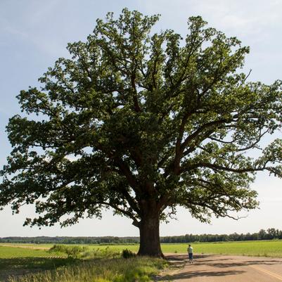 Quercus macrocarpa 