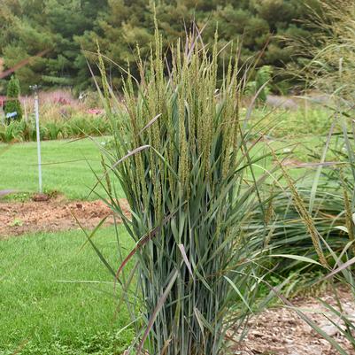 Panicum virgatum Prairie Winds® Blue Spear