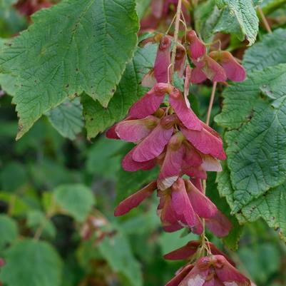 Acer spicatum 