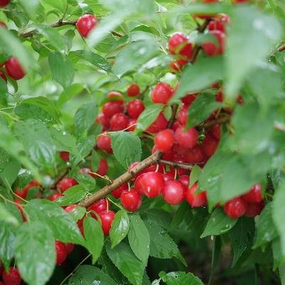 Prunus x Easy as Pie®