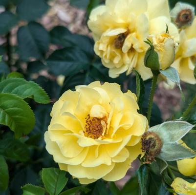 Rosa x Reminiscent® Yellow