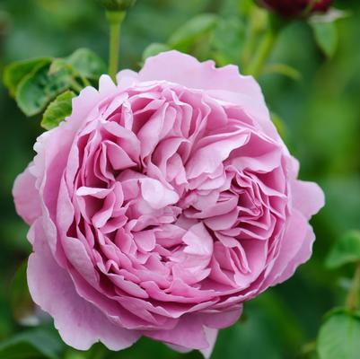 Rosa Charles Rennie Mackintosh