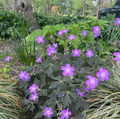 Geranium maculatum 'Dark Roast'