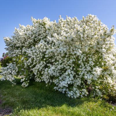 Exochorda x macrantha Lotus Moon™