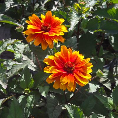Heliopsis helianthoides 'Forged in Fire'
