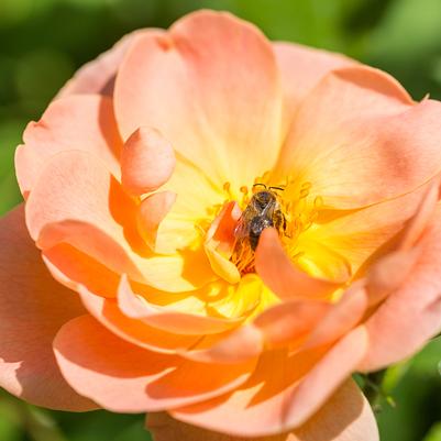 Rosa The Lark Ascending®