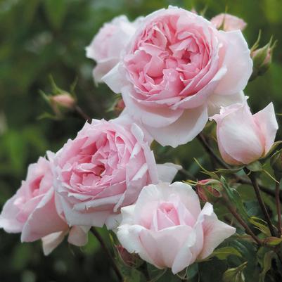 Rosa The Wedgewood Rose