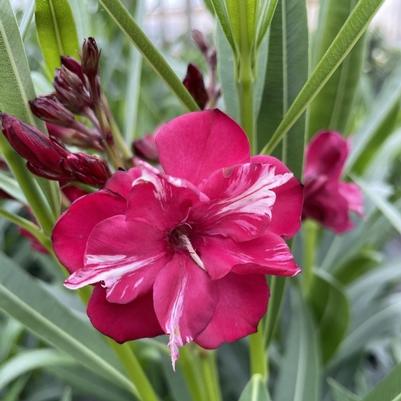 Nerium oleander OLÉ!™ Bicolor Red