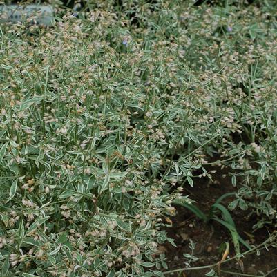 Polemonium 'Touch of Class'