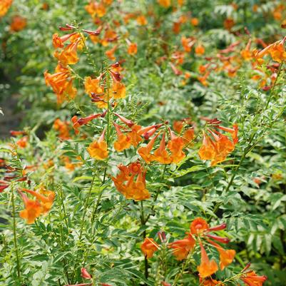 Tecoma x Chicklet&reg; Orange