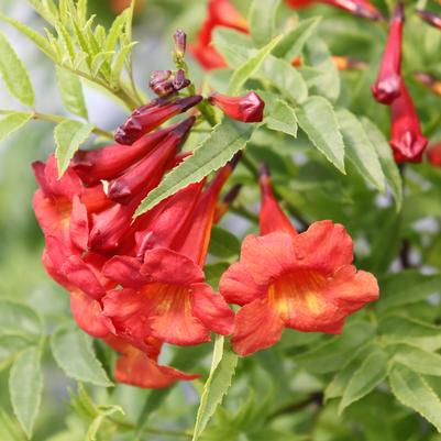 Tecoma x Chicklet&reg; Red