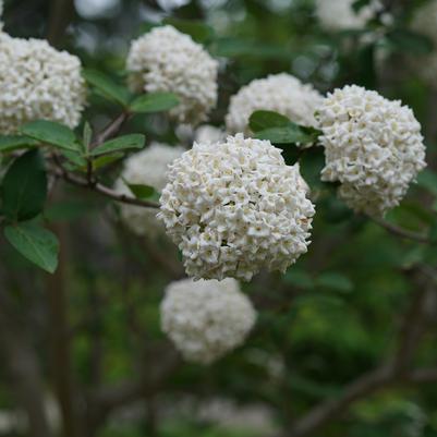 Viburnum carlesii Spice Cowboy®