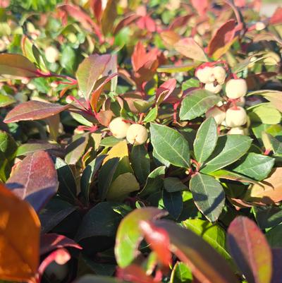 Gaultheria procumbens Ciao Bella - White