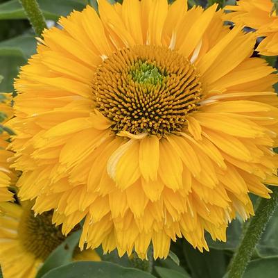 Echinacea x Sunseekers™ Golden Sun