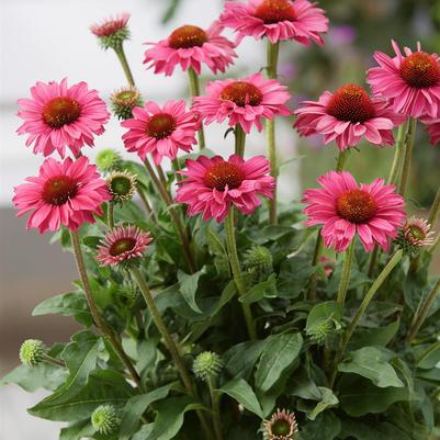 Echinacea x Sunseekers™ Magenta