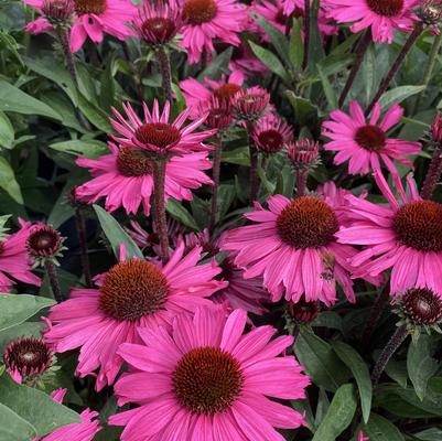 Echinacea x Sunseekers™ Purpleicious