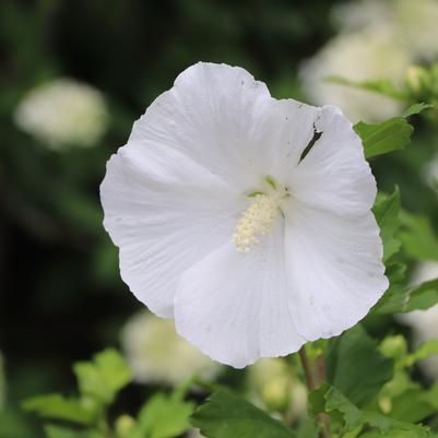 Hibiscus syriacus Paraplu® Pure White
