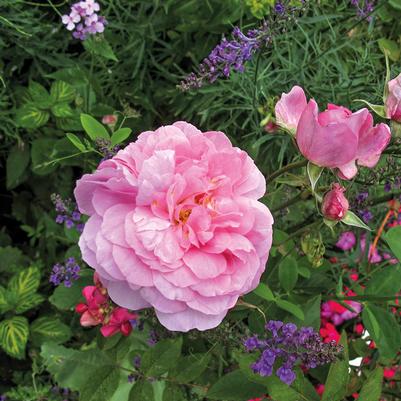 Rosa The Mayflower®