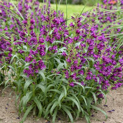 Penstemon barbatus 'Dark Amethyst'