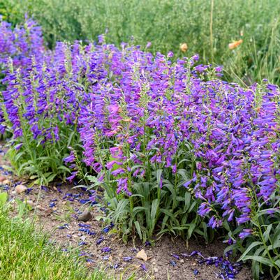 Penstemon barbatus Bejeweled® 'Lavender Sapphires'