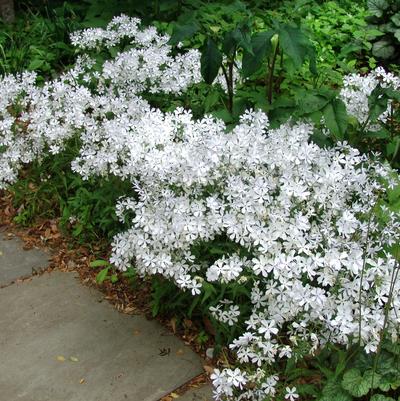 Phlox divaricata 'May Breeze'