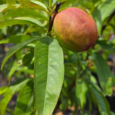Prunus persica 'June Princess'