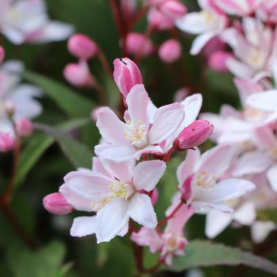 Deutzia x Yuki Cherry Blossom 2.0®