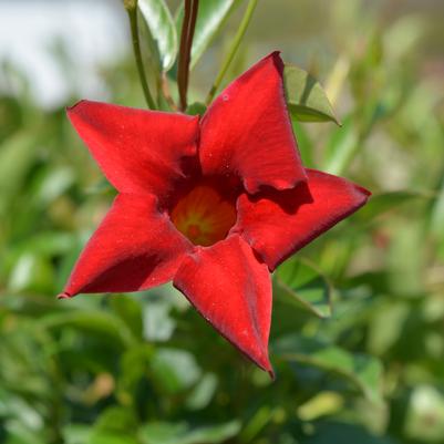 Mandevilla Red