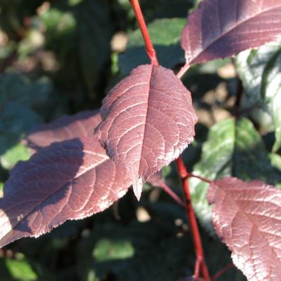 Prunus cerasifera Crimson Pointe™