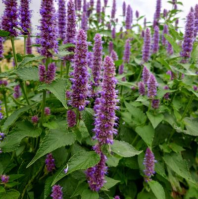Agastache rugosa 