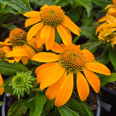 Echinacea Guatemala™ 'Gold'