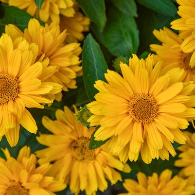 Heliopsis helianthoides ATHENA GOLD®