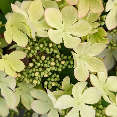 Viburnum plicatum Kilamandjaro® Sunrise