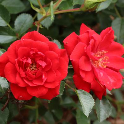 Rosa x Oso Easy® Pathfinder™ Red