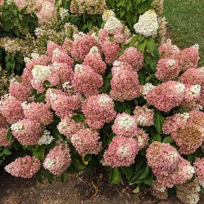 Hydrangea paniculata Sweet Starlight®