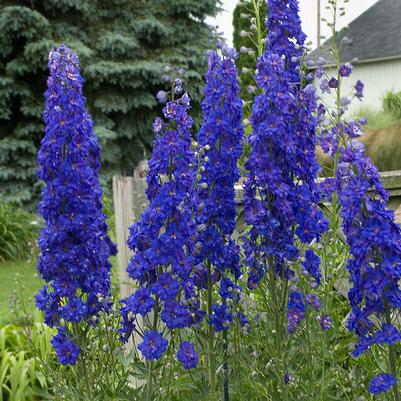 Delphinium x NEW ZEALAND 'Pagan Purples'