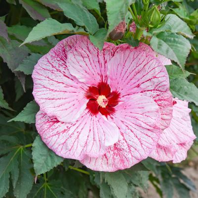 Hibiscus hybrid Summerific® 'Glitter Bomb'