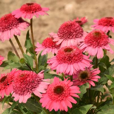 Echinacea x Double Coded® 'Coral Cranberry'