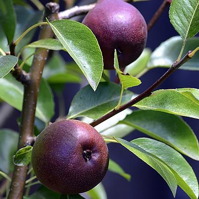 Pyrus communis 'Seckel'