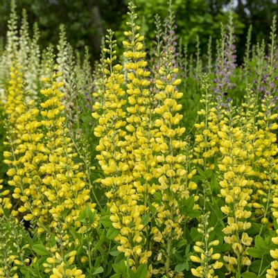 Baptisia hybrid Decadence® Deluxe 'Lemon Smoothie'