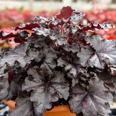 Heuchera hybrid Dolce® 'Sultry Night'