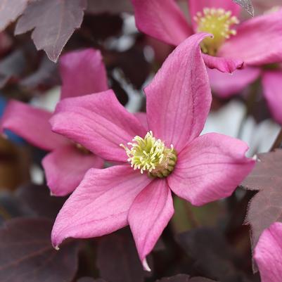 Clematis montana Moongate Mocha™