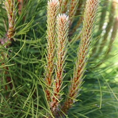 Pinus nigra 'Frank'