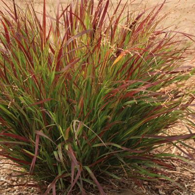 Panicum Dream Catcher® Cherry Bomb™
