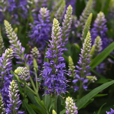 Veronica x Baby Blues