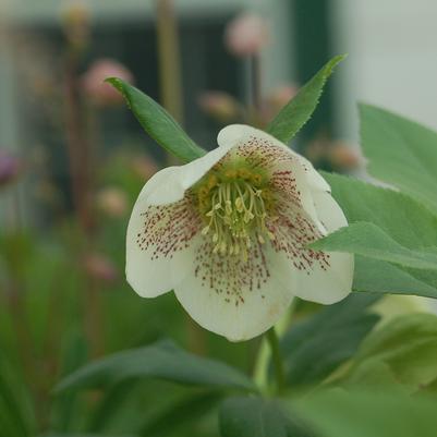 Helleborus HGC® Spring Promise® Conny