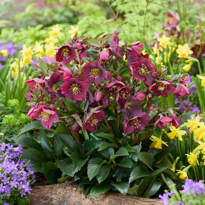 Helleborus Spring Sparkle 'Red'